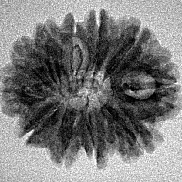 11 Mukhi Rudraksha 23.1mm 2.09gm - Inverse xray