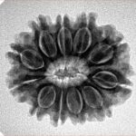 11 Mukhi Rudraksha 24mm 4gm - Inverse xray