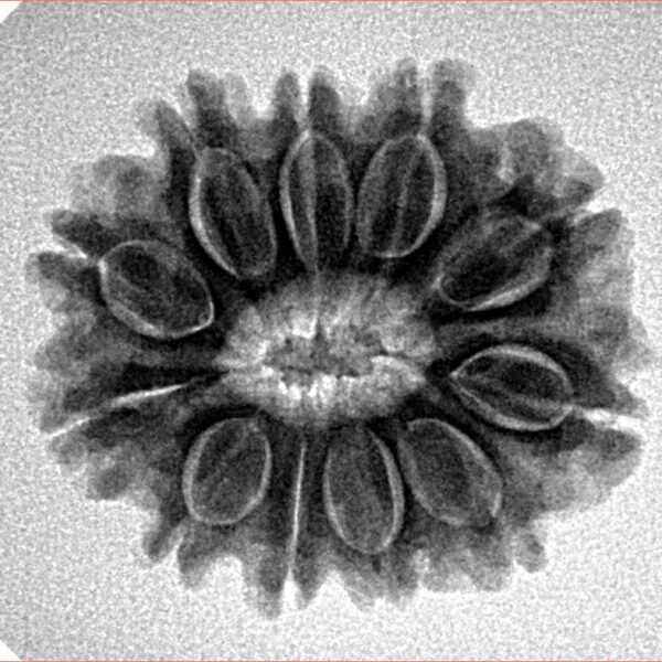 11 Mukhi Rudraksha 24mm 4gm - Inverse xray