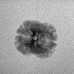 2 Mukhi Rudraksha 18.4mm 0.48gm - Inverse xray