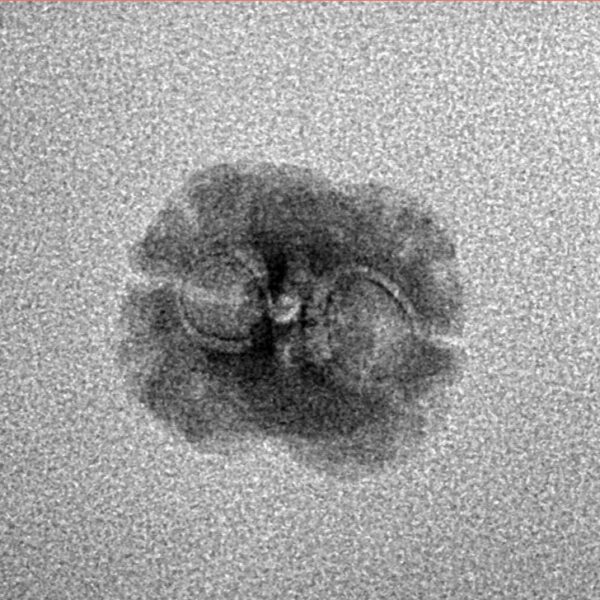 2 Mukhi Rudraksha 18.4mm 0.48gm - Inverse xray