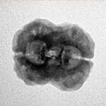 2 Mukhi Rudraksha 23.6mm 2.29gm - Inverse xray