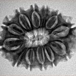 12 Mukhi Rudraksha 26.6mm 3.68gm - Inverse xray