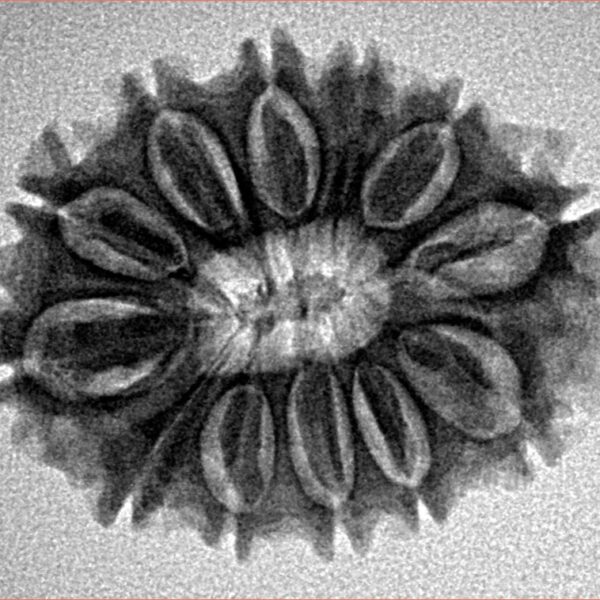 12 Mukhi Rudraksha 26.6mm 3.68gm - Inverse xray