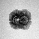 2 Mukhi Rudraksha 21.5mm 1.59gm - Inverse xray