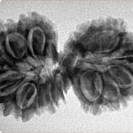 15 Mukhi Gaurishankar 34.8mm 5.25gm - Inverse xray