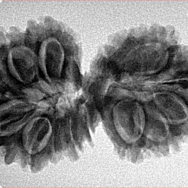 15 Mukhi Gaurishankar 34.8mm 5.25gm - Inverse xray