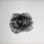 2 Mukhi Rudraksha 22.1mm 1.64gm - Inverse xray