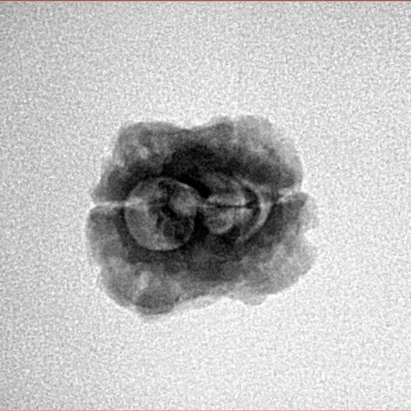 2 Mukhi Rudraksha 22.1mm 1.64gm - Inverse xray