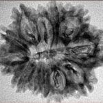 12 Mukhi Rudraksha 28.2mm 3.49gm - Inverse xray