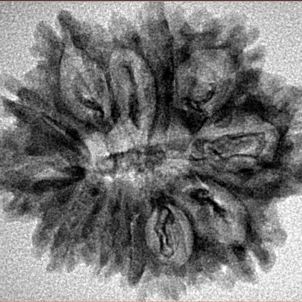 12 Mukhi Rudraksha 28.2mm 3.49gm - Inverse xray