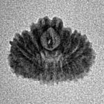 21 Mukhi Rudraksha 14.5mm 0.63gm - Inverse xray