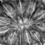 11 Mukhi Rudraksha 38.5mm 9.38gm - Inverse xray