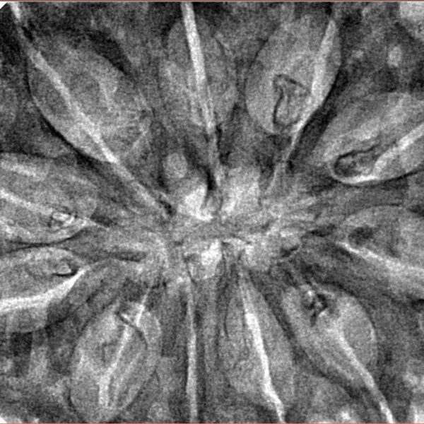 11 Mukhi Rudraksha 38.5mm 9.38gm - Inverse xray