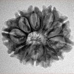 12 Mukhi Rudraksha 27.1mm 3.26gm - Inverse xray