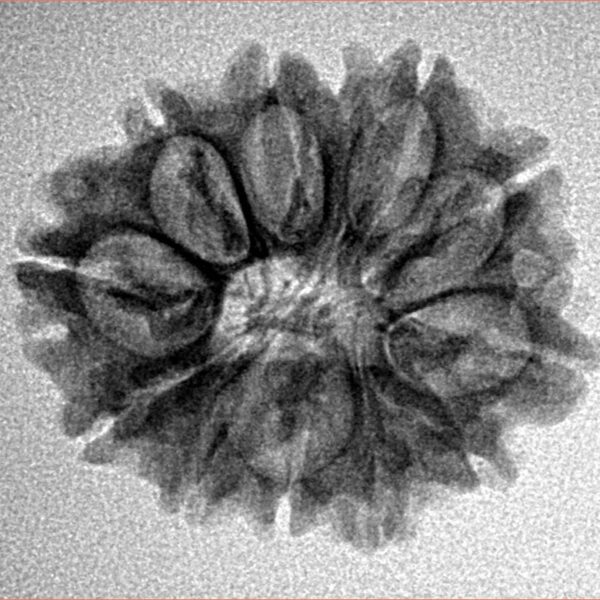 12 Mukhi Rudraksha 27.1mm 3.26gm - Inverse xray