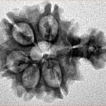 Sawar/Ganesh (5+1) 22.4mm 2.37gm - Inverse xray