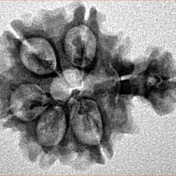 Sawar/Ganesh (5+1) 22.4mm 2.37gm - Inverse xray