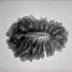 15 Mukhi Rudraksha 20.4mm 2.33gm - Inverse xray