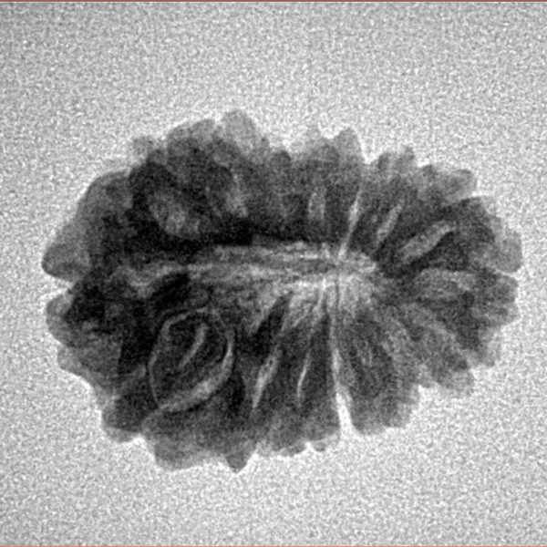 15 Mukhi Rudraksha 20.4mm 2.33gm - Inverse xray