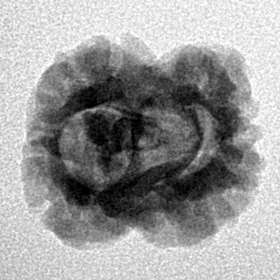 2 Mukhi Rudraksha 23.1mm 2gm - Origin: Nepal - Inverse xray