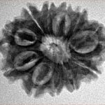 12 Mukhi Rudraksha 25.2mm 3.82gm - Inverse xray