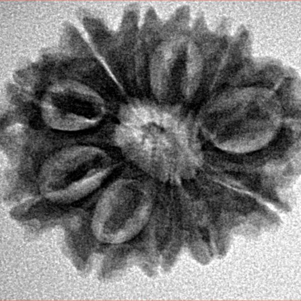 12 Mukhi Rudraksha 25.2mm 3.82gm - Inverse xray