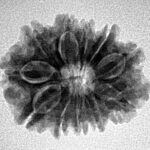 11 Mukhi Rudraksha 23.6mm 3.12gm - Inverse xray