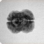 2 Mukhi Rudraksha 20.4mm 2gm - Inverse xray