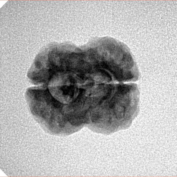 2 Mukhi Rudraksha 20.4mm 2gm - Inverse xray