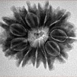 12 Mukhi Rudraksha 25.7mm 4.24gm - Inverse xray