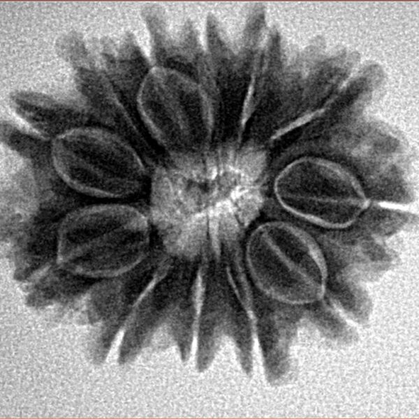 12 Mukhi Rudraksha 25.7mm 4.24gm - Inverse xray
