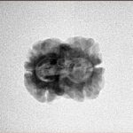 2 Mukhi Rudraksha 22.5mm 1.66gm - Inverse xray