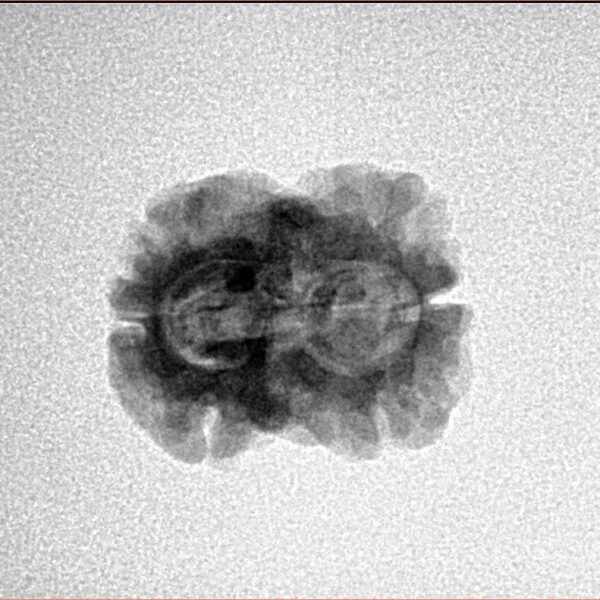 2 Mukhi Rudraksha 22.5mm 1.66gm - Inverse xray