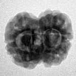 2 Mukhi Rudraksha 24.2mm 2.7gm - Inverse xray