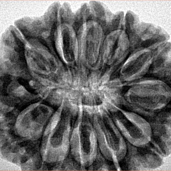12 Mukhi Rudraksha 31.5mm 7gm - Inverse xray