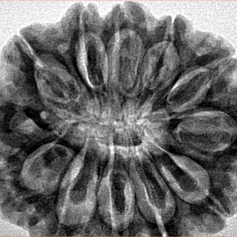 12 Mukhi Rudraksha 31.5mm 7gm - Inverse xray