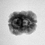 2 Mukhi Rudraksha 21.5mm 1.84gm - Inverse xray
