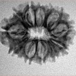 12 Mukhi Rudraksha 25.1mm 2.68gm - Inverse xray