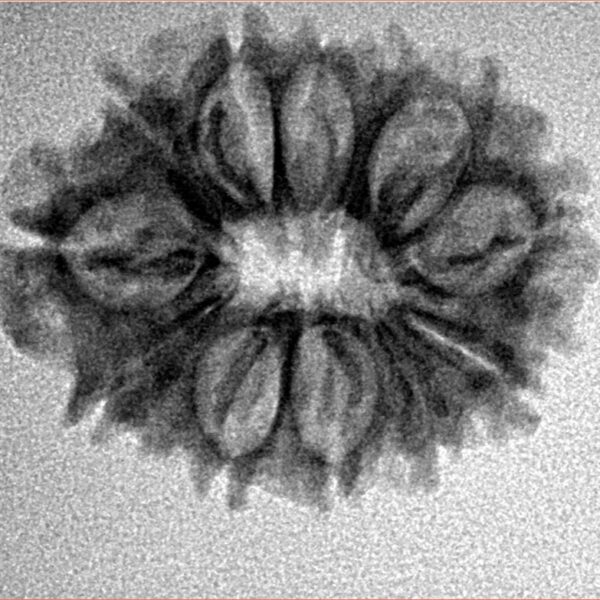 12 Mukhi Rudraksha 25.1mm 2.68gm - Inverse xray