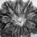 10 Mukhi Rudraksha 33.3mm 6.79gm - Inverse xray