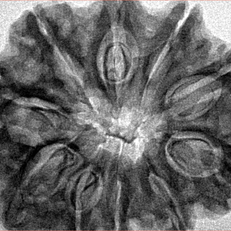 10 Mukhi Rudraksha 33.3mm 6.79gm - Inverse xray