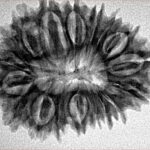 18 Mukhi Rudraksha 29.6mm 4.44gm - Inverse xray