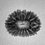 15 Mukhi Rudraksha 17.7mm 1.24gm - Inverse xray