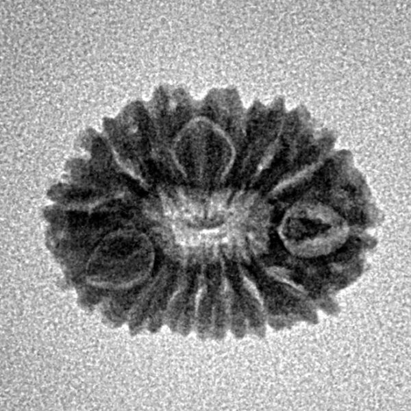 15 Mukhi Rudraksha 17.7mm 1.24gm - Inverse xray