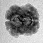 2 Mukhi Rudraksha 21.1mm 2gm - Inverse xray