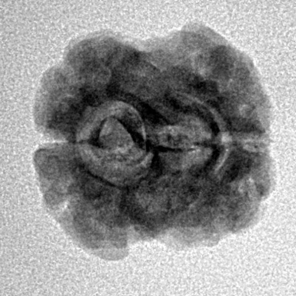 2 Mukhi Rudraksha 21.1mm 2gm - Inverse xray