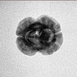 2 Mukhi Rudraksha 20.3mm 1.62gm - Inverse xray