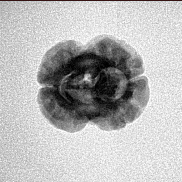 2 Mukhi Rudraksha 20.3mm 1.62gm - Inverse xray