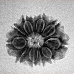 11 Mukhi Rudraksha 21.7mm 2.71gm - Inverse xray